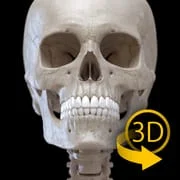 Skeleton | 3D Anatomy app icon - Medical category