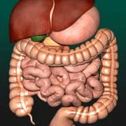 Internal Organs in 3D Anatomy app icon - Education category