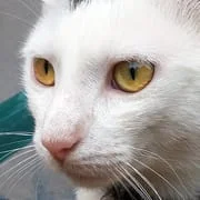 Cat Sounds - Meow Noises app icon - Entertainment category