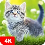 Cat Wallpapers & Cute Kittens icon