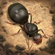 The Ants: Underground Kingdom app icon - Strategy category