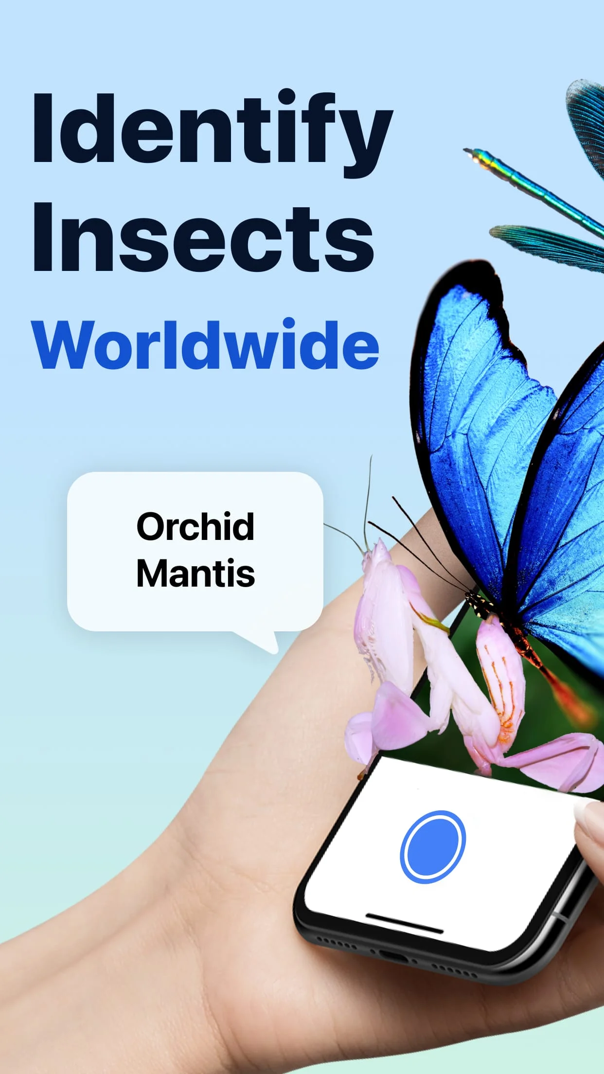 Picture Insect: Bug Identifier Screenshot 1